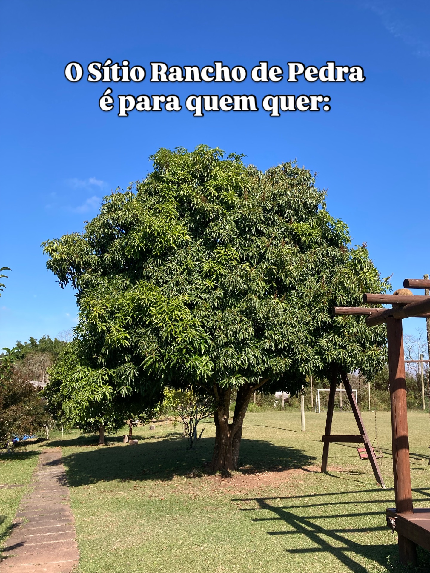 Árvore grande no gramado ao lado do balanço